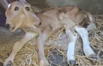 മംഗലാപുരത്ത് രണ്ട് തലയുള്ള പശുക്കുട്ടി ജനിച്ചു