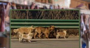 കശാപ്പിന് ഇരയാകേണ്ടിരുന്നവർ… തമ്മിൽ കൈവിടാതെ നിന്നപ്പോൾ തിരികെ ലഭിച്ചത് ഏഴ് ജീവനുകൾ