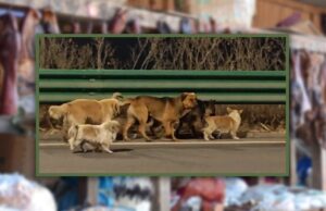 കശാപ്പിന് ഇരയാകേണ്ടിരുന്നവർ… തമ്മിൽ കൈവിടാതെ നിന്നപ്പോൾ തിരികെ ലഭിച്ചത് ഏഴ് ജീവനുകൾ