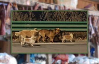 കശാപ്പിന് ഇരയാകേണ്ടിരുന്നവർ… തമ്മിൽ കൈവിടാതെ നിന്നപ്പോൾ തിരികെ ലഭിച്ചത് ഏഴ് ജീവനുകൾ