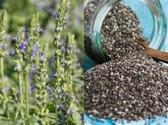 ചിയാ സീഡുകൾ ആരോഗ്യത്തിന് ഗുണകരമോ, ശ്രദ്ധിക്കേണ്ടതെന്തൊക്കെ?