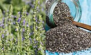 ചിയാ സീഡുകൾ ആരോഗ്യത്തിന് ഗുണകരമോ, ശ്രദ്ധിക്കേണ്ടതെന്തൊക്കെ?