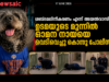 “അവൻ ഞങ്ങളുടെ കുടുംബാംഗമായിരുന്നു”; എൻബിഎ ആഘോഷത്തിനിടെ നായയെ വെടിവെച്ച് കൊന്ന് പൊലീസ്