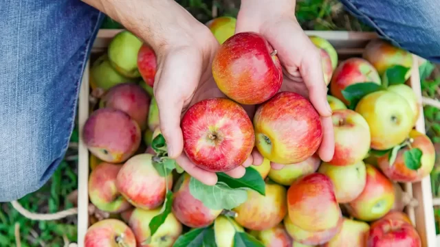 apples daily eat